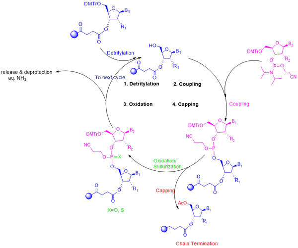 寡核苷酸药物研发分子砌块.jpg