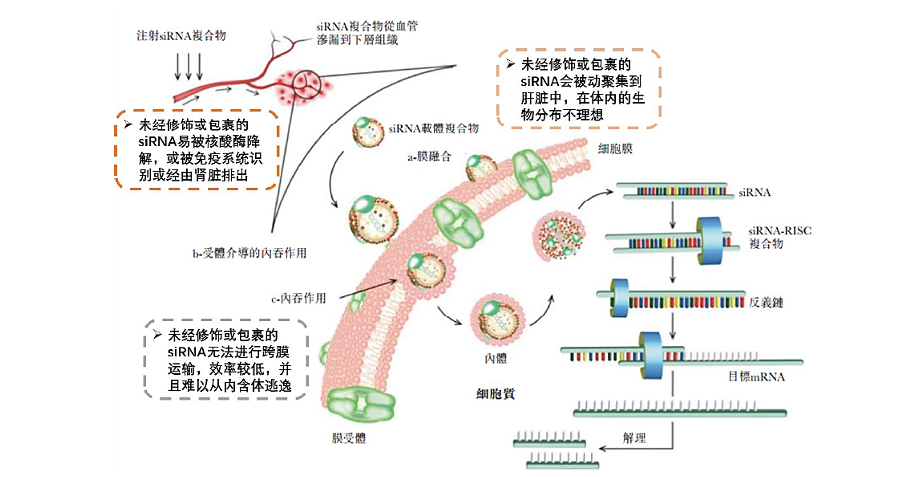 小核酸药物在递送中面临的问题.png