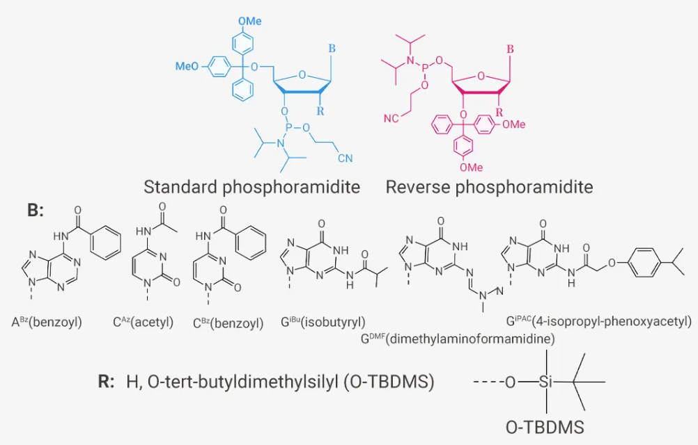 核苷亚磷酰胺单体和常用保护基团的结构.png