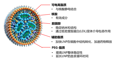 脂质纳米颗粒LNP示意图.png