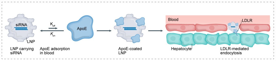 第一代：LNP+小核酸 →肝脏：