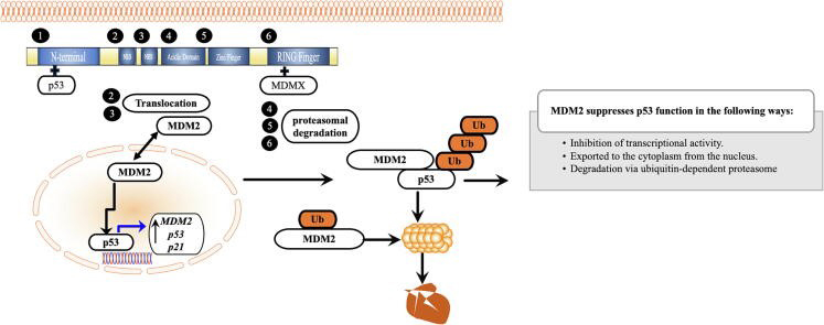 MDM2-的蛋白质结构以及-MDM2-对-p53-功能的抑制作用